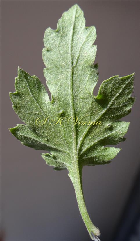  Leaf (Adaxial view)